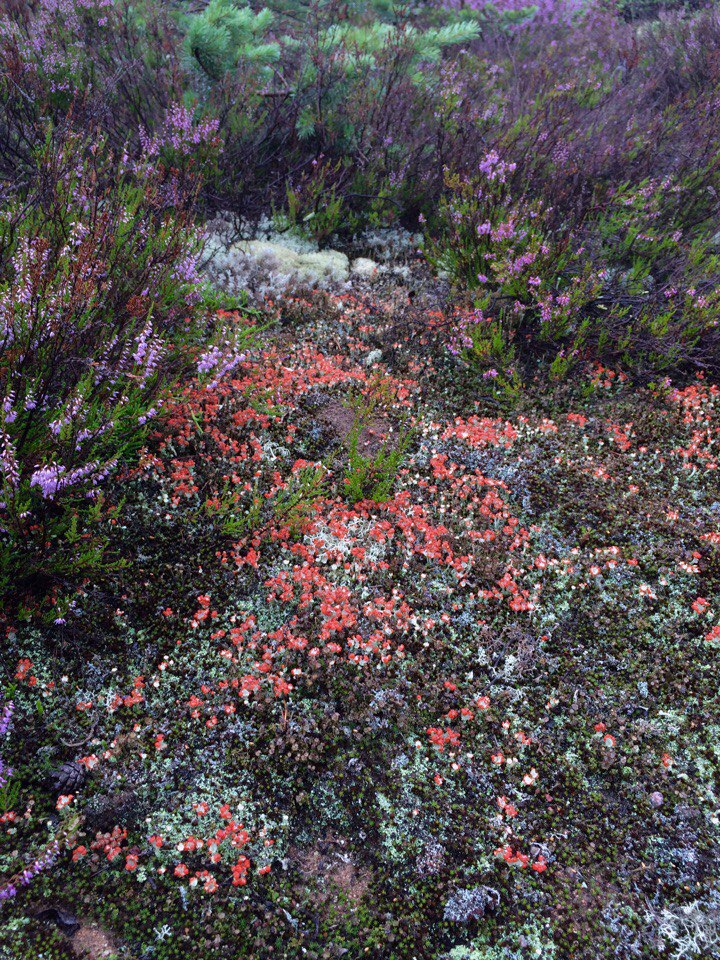 Ольга Толкачева | Санкт-Петербург