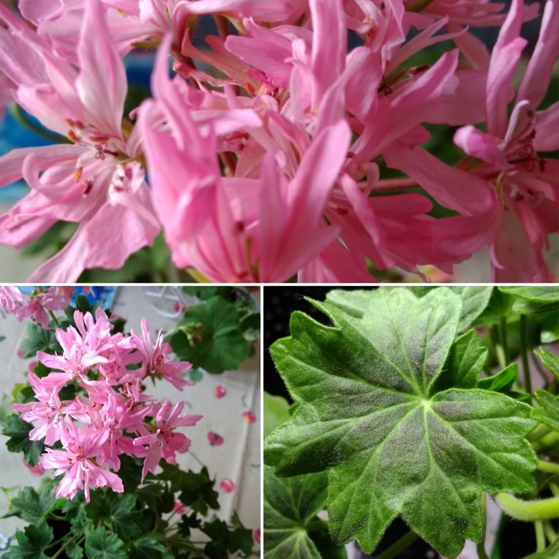 Зоя Иванова | Москва