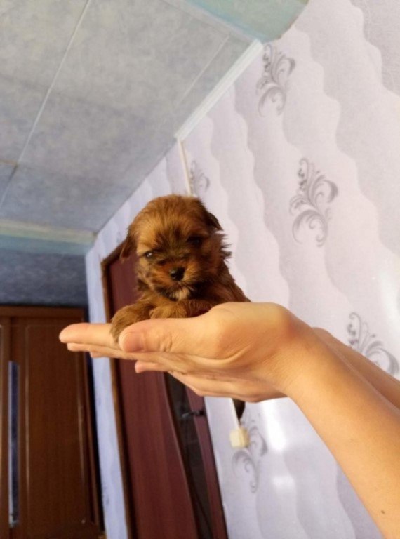 Ирина Панова | Чебоксары