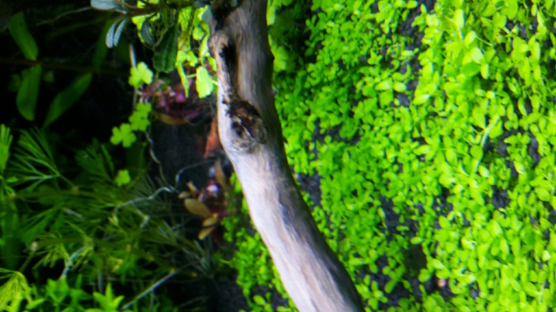 Светлана Серебрякова | Великие Луки