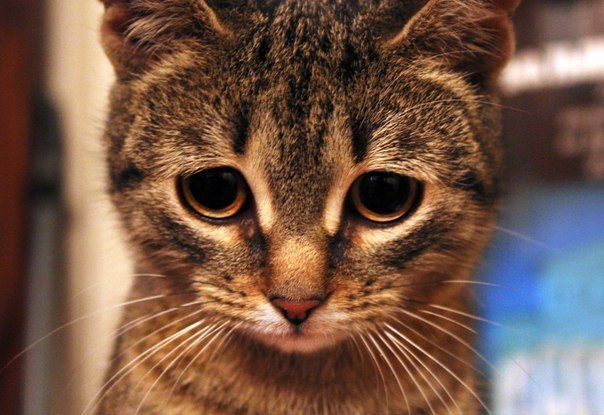 Антон Лобачев | Хабаровск