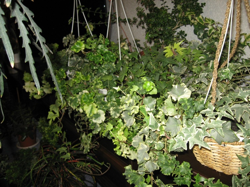 Ирина Шавырина | Новосибирск