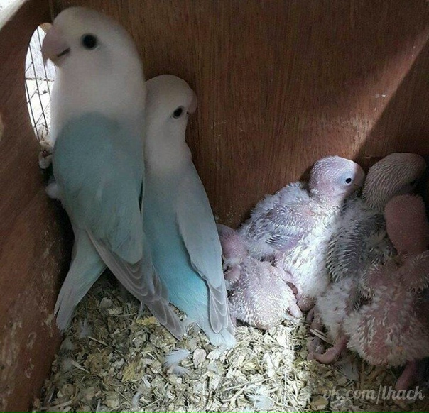 Кеша и его семья