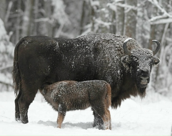 ❄️Волшебные фотографии начала зимы в охранной зоне заповедника от Игоря Петровича Шпиленка.