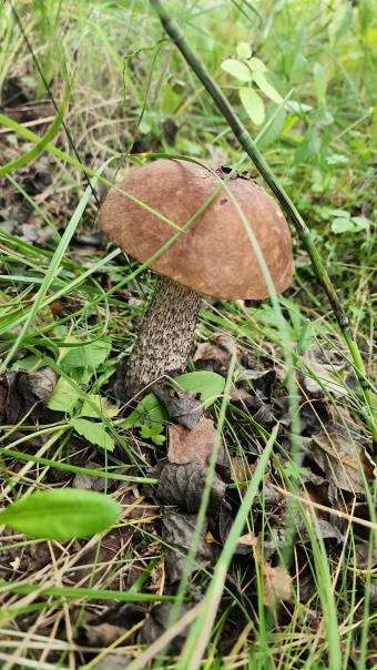 Пора в лес!!!