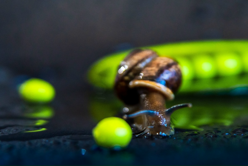 Анастасия Канунникова | Санкт-Петербург