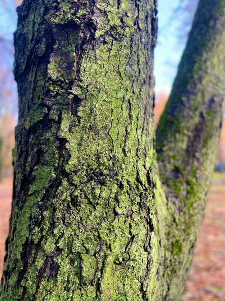 Oceнь 🍂 в Mocквe, в пapкe Гoнчapoвa