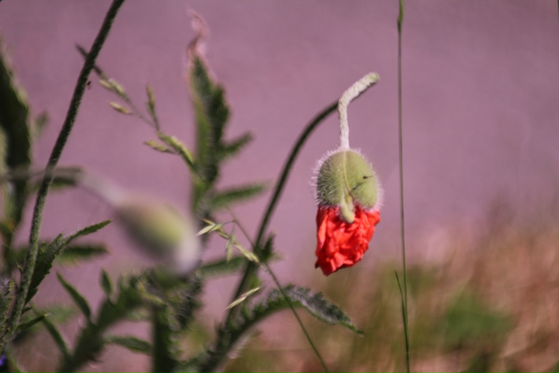 Елена Бодягина | Санкт-Петербург