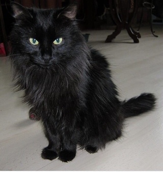 Сибирская дымчатая длинношерстная. Длинношерстный британец кот черный. Длинношерстная британская кошка черная. Сибирская длинношерстная кошка черная. Сибирский длинношерстный черный кот.