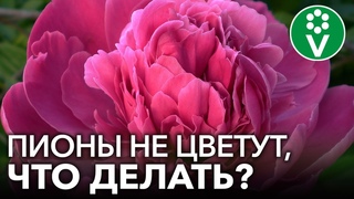 ПОЧЕМУ НЕ ЦВЕТУТ ПИОНЫ Ошибки цветоводов из-за которых пионы не цветут