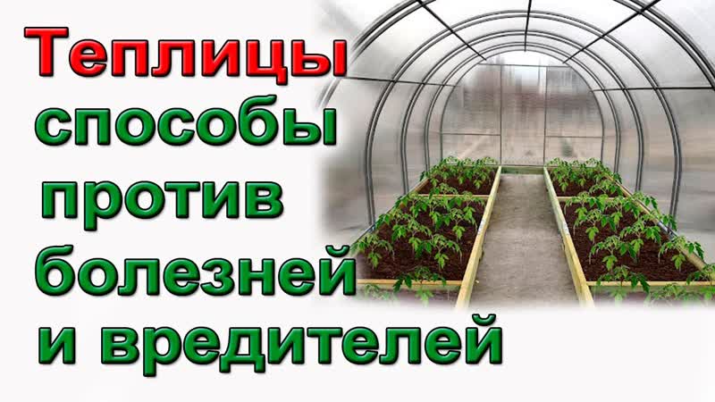 4 способа обработки теплицы от болезней и