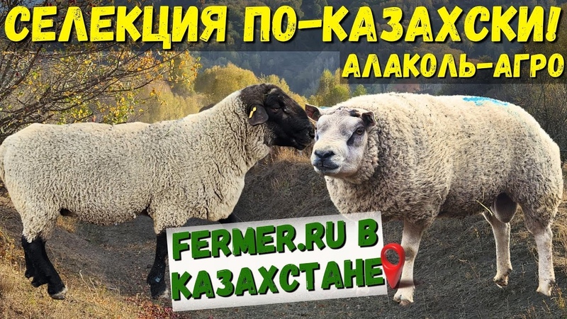 Племенные бараны производители пород: Дорпер, саффолк,