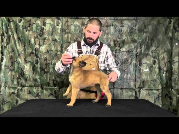 Malinois Puppy Training Lesson